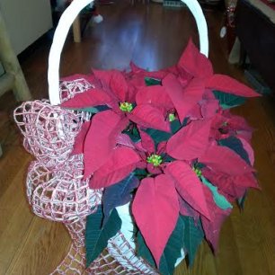 Red Poinsettia in White Wicker Basket