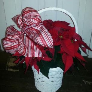 Poinsettia in Wicker Basket Candy Stripe Ribbon